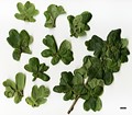 SpeciesSub: Cristata Group SpeciesSub: Cristata Group